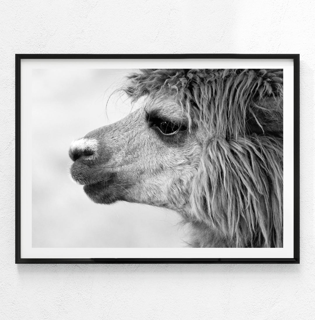 ALPACA BLACK AND WHITE