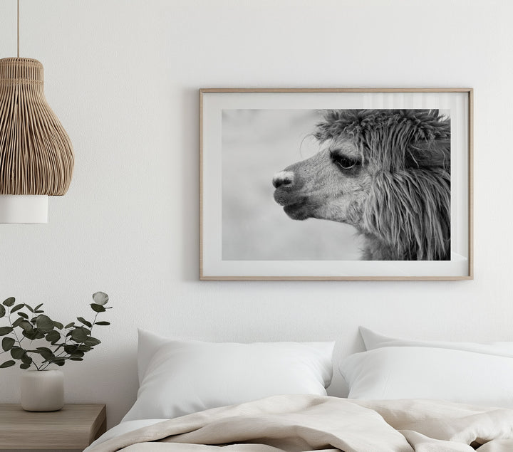 ALPACA BLACK AND WHITE