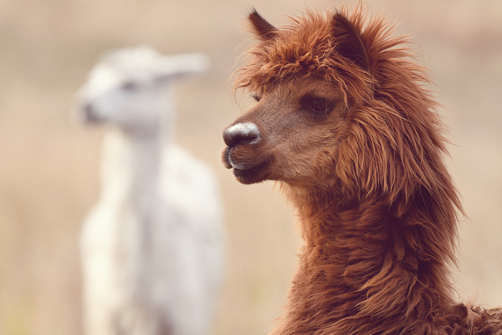 ALPACA BROS II
