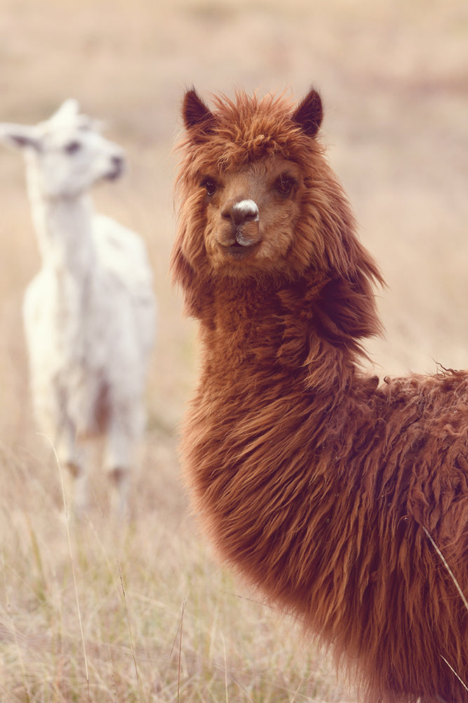 ALPACA BROS