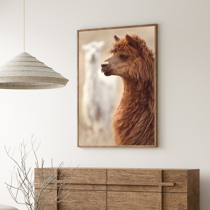 BRUCE & STEVE ALPACA