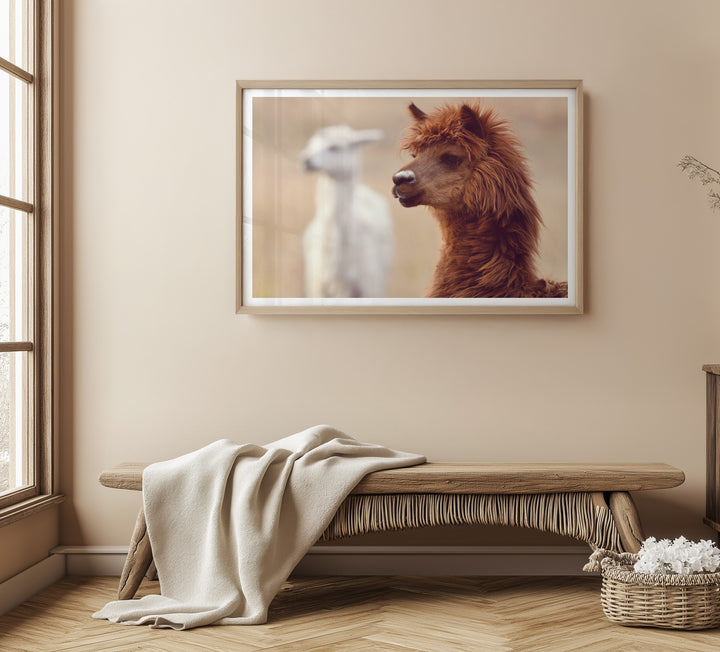 ALPACA BROS II