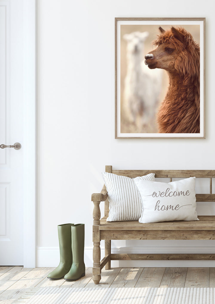 BRUCE & STEVE ALPACA