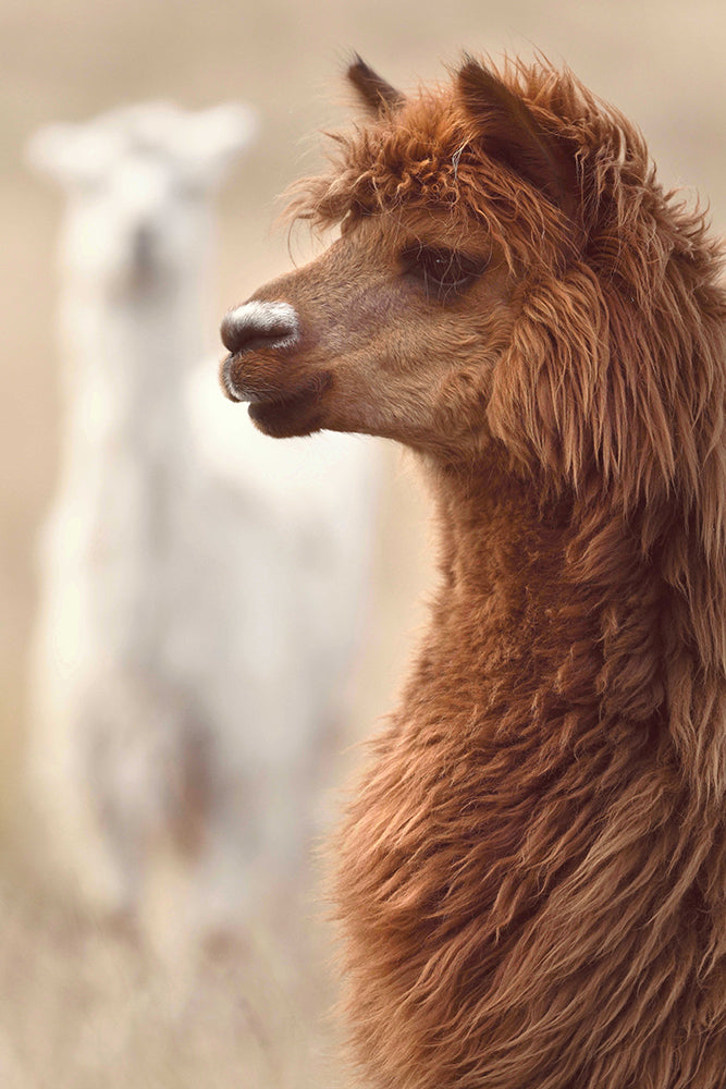 BRUCE & STEVE ALPACA