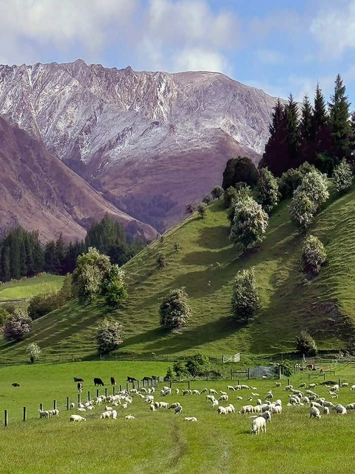 SUMMER IN ARROWTOWN, NEW ZEALAND