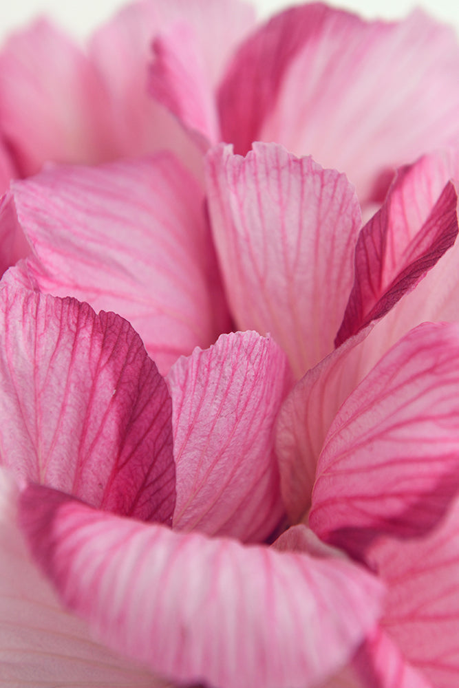 AUSSIE PINK PETALS