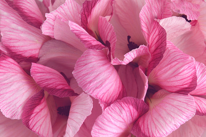 AUSSIE PINK HIBISCUS