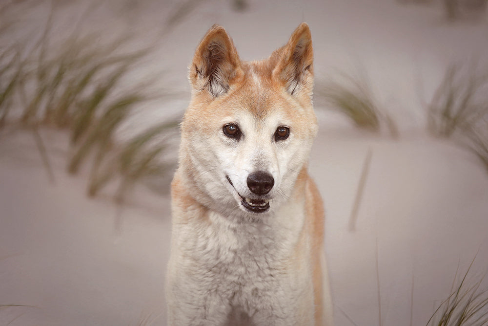 AUSTRALIAN BEACH DINGO