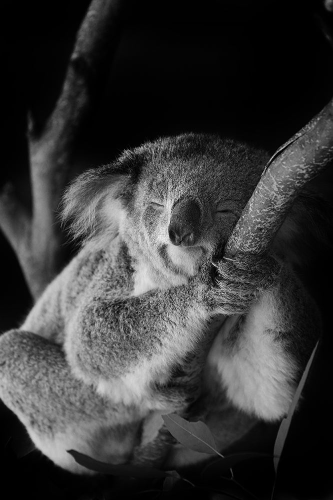 LIGHTS OUT BLACK AND WHITE