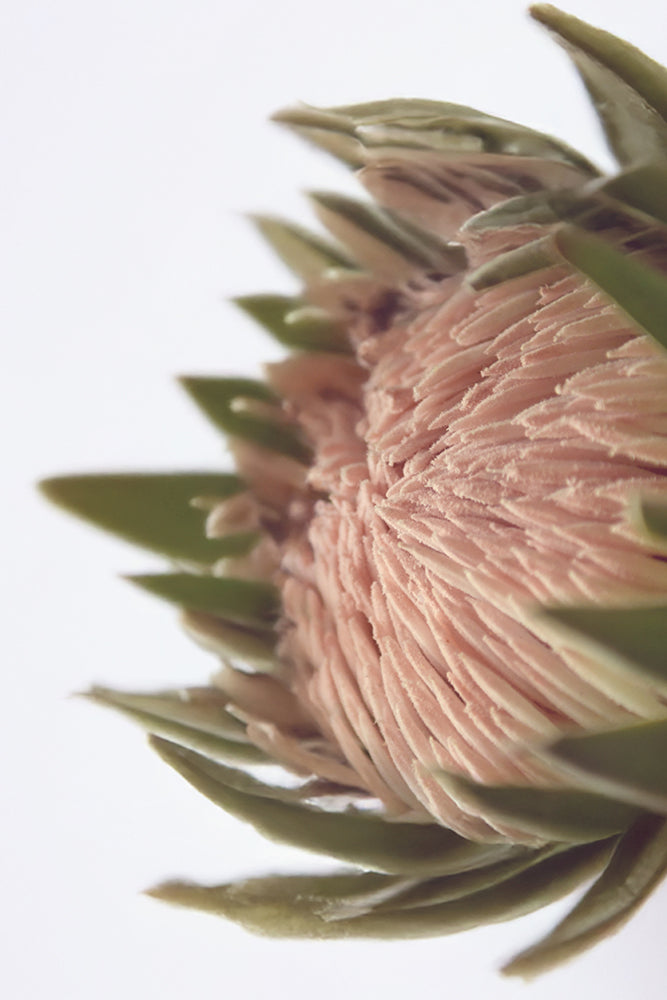 SET OF 2 - PROTEA LOVE