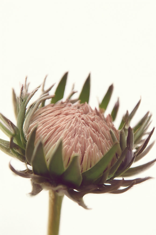 SET OF 2 - PROTEA LOVE