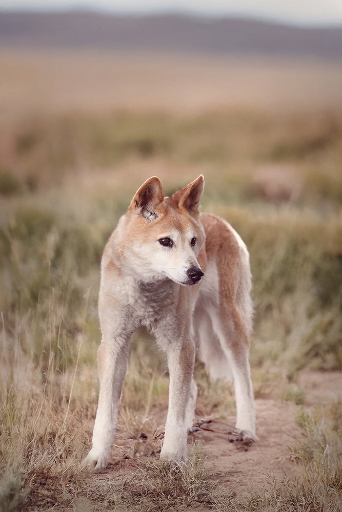 AUSTRALIAN BUSH DINGO