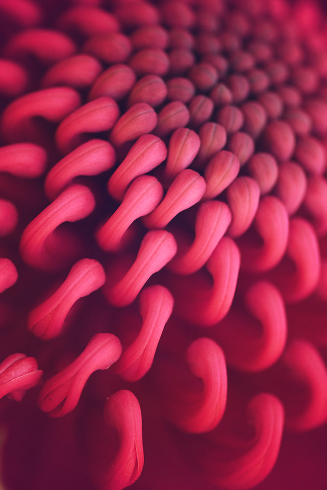 SET OF 2 – WARATAH LOVE