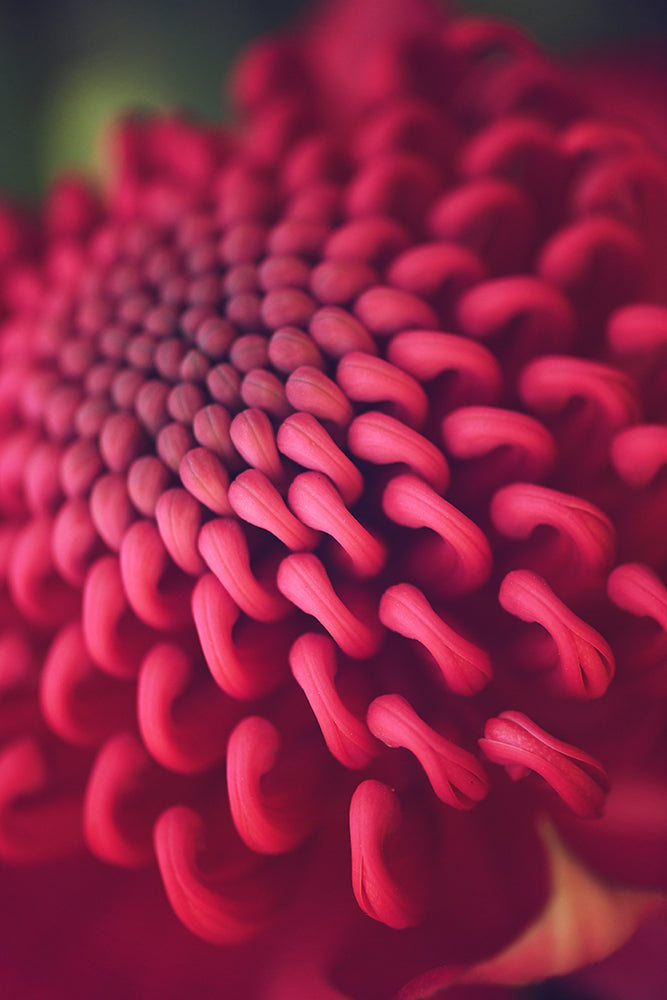 SPRING WARATAH