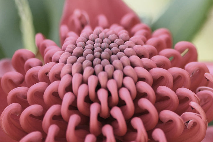 SET OF 2 - WARATAH LOVE LANDSCAPE