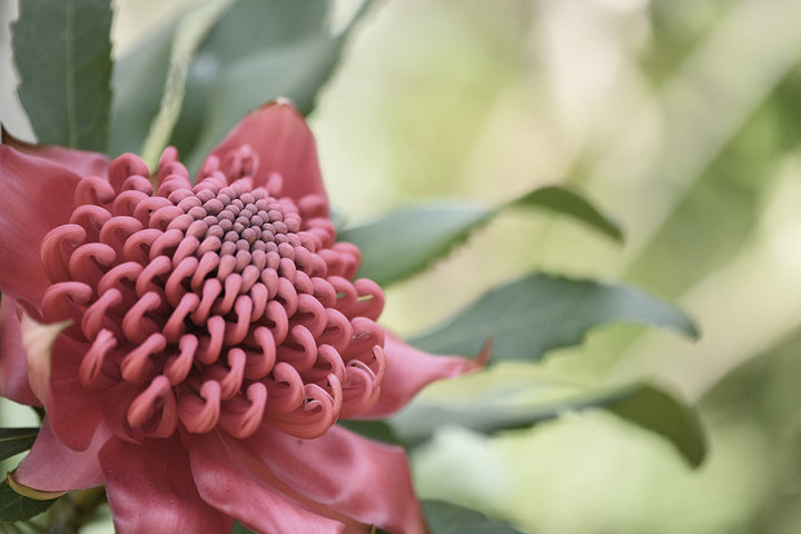 SET OF 2 - WARATAH LOVE LANDSCAPE