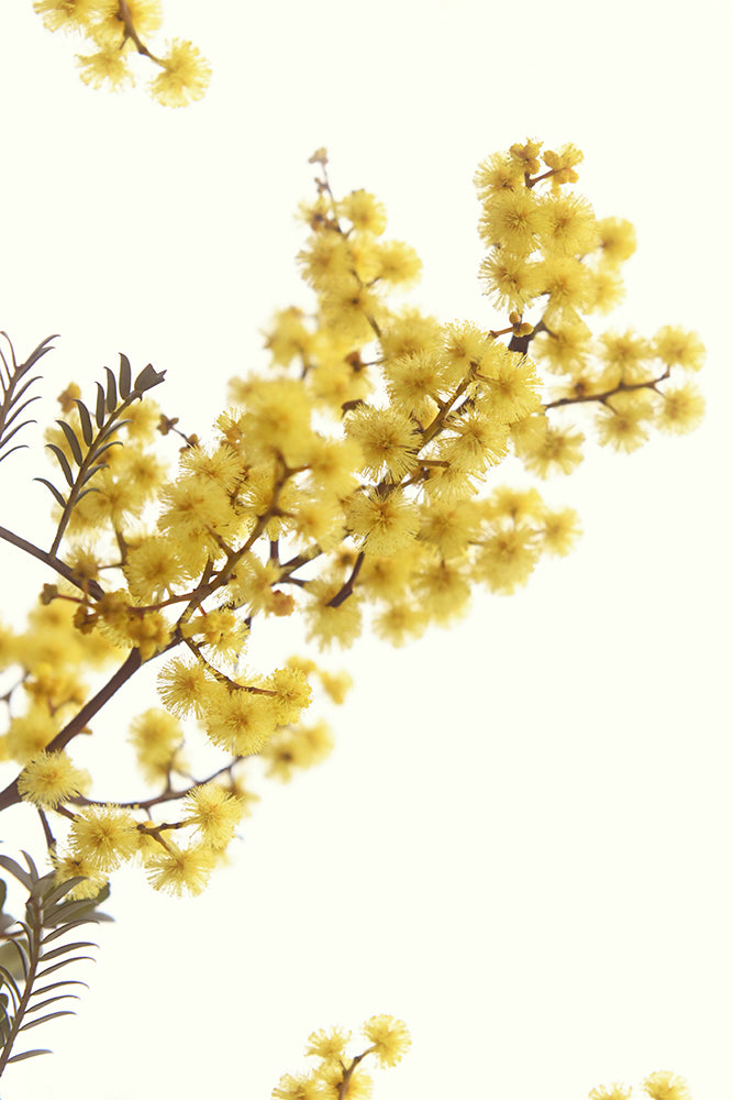 SET OF 2 - AUSTRALIAN WATTLE