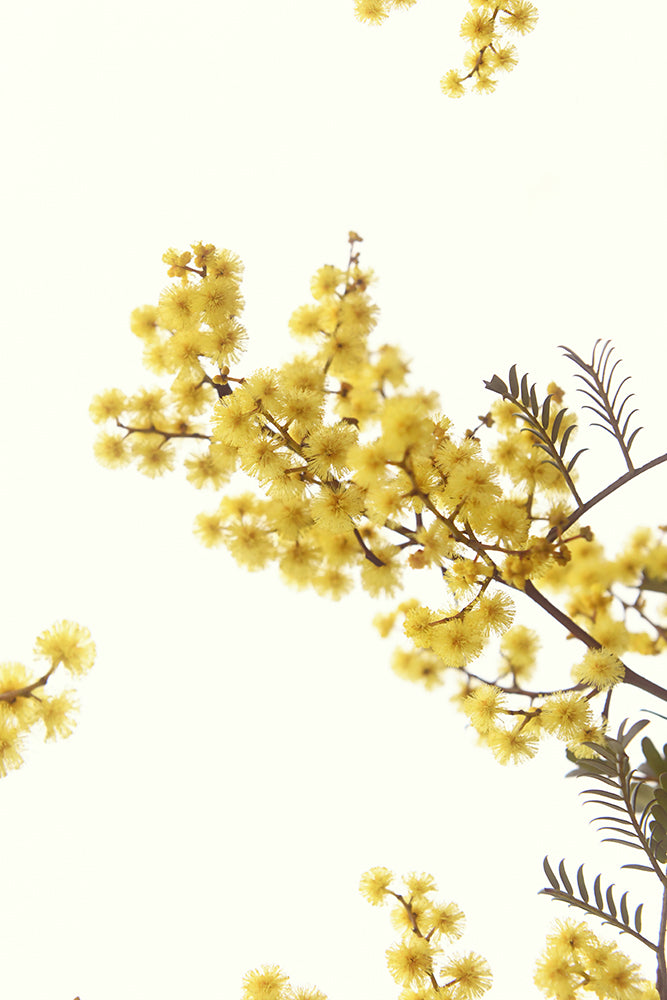 SET OF 2 - AUSTRALIAN WATTLE