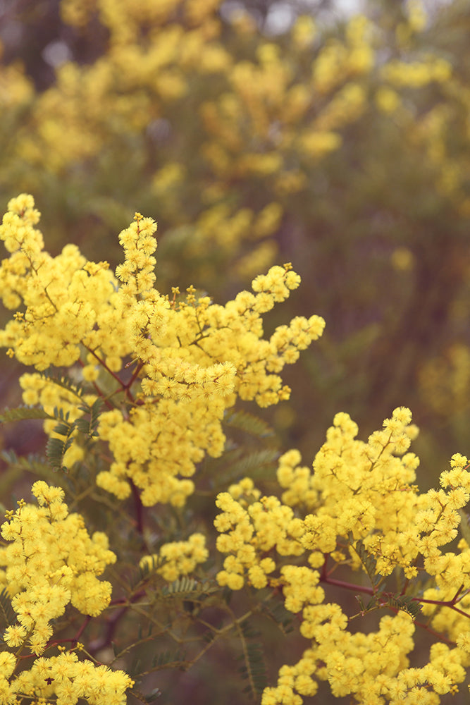 SET OF 2 - SKIPPY IN THE WATTLE