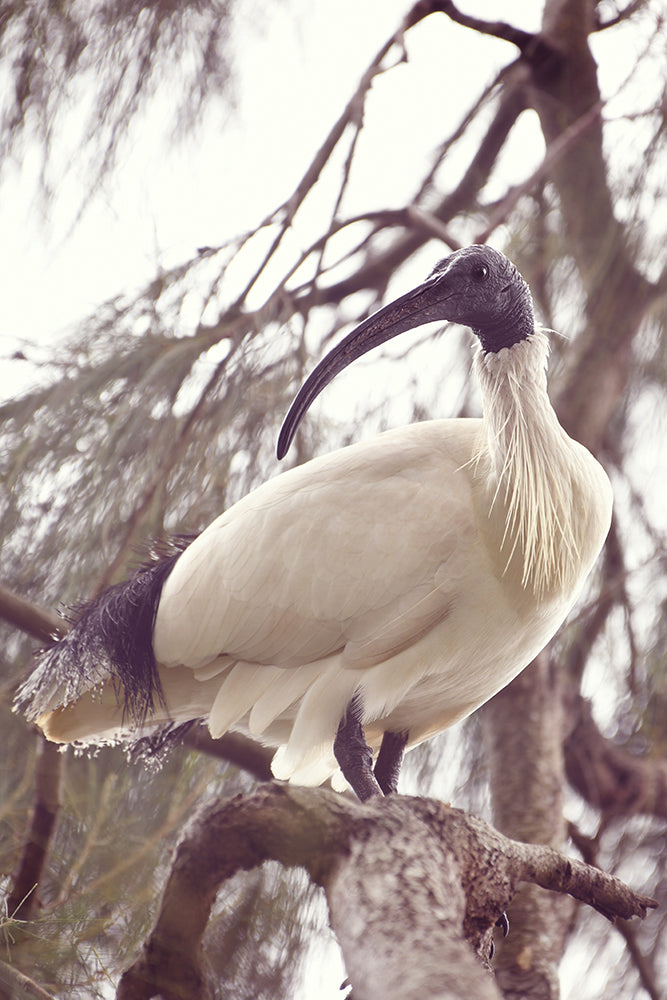 AUSTRALIAN WHITE IBIS