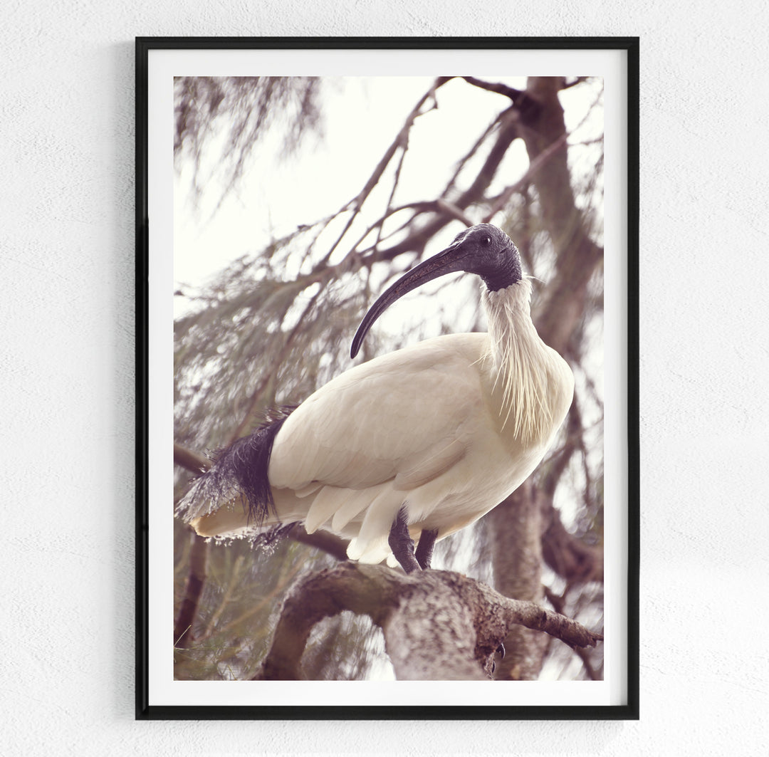 AUSTRALIAN WHITE IBIS