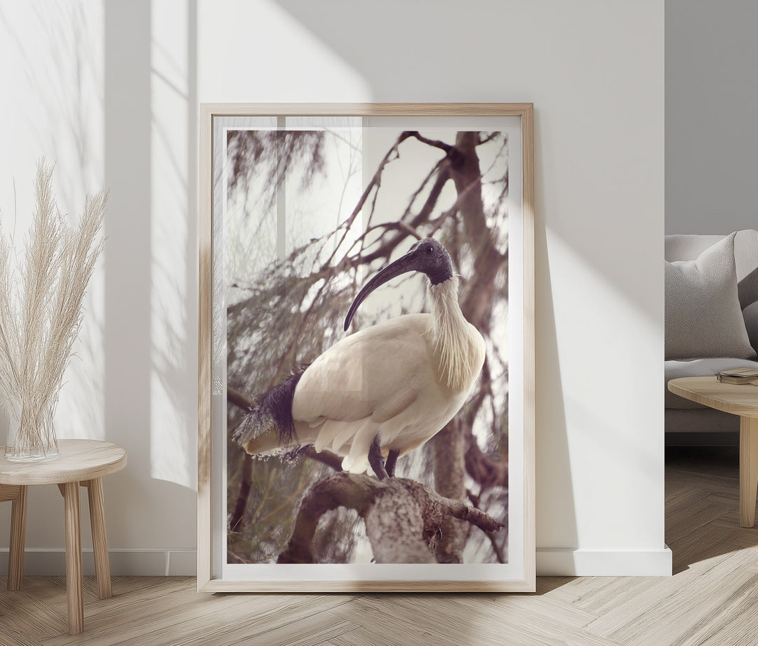 AUSTRALIAN WHITE IBIS