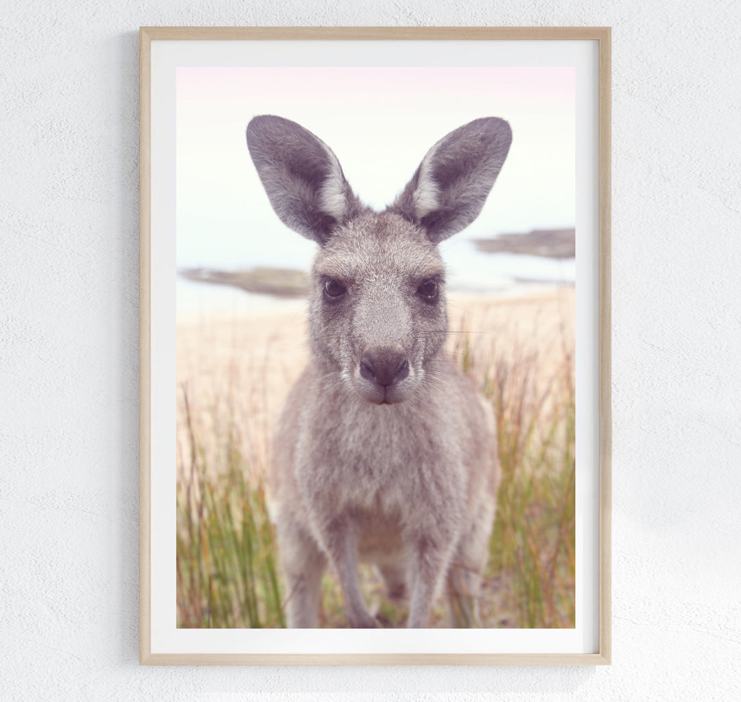 ROO STARE II