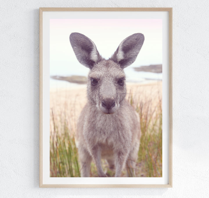 ROO STARE II