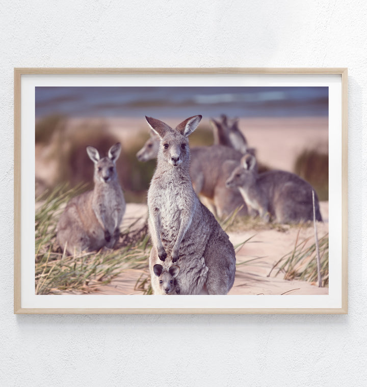 SOUTH COAST BEACH ROOS