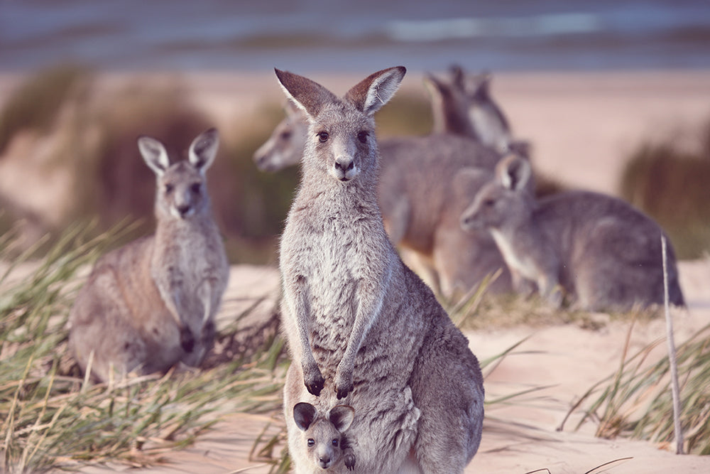 SOUTH COAST BEACH ROOS