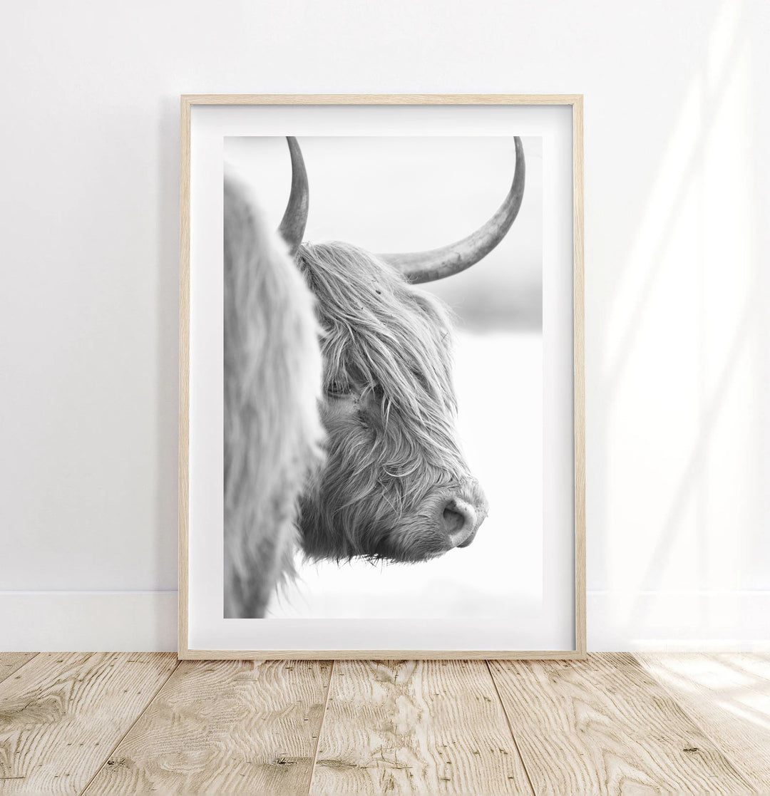 DIXIE THE HIGHLAND COW III BLACK AND WHITE