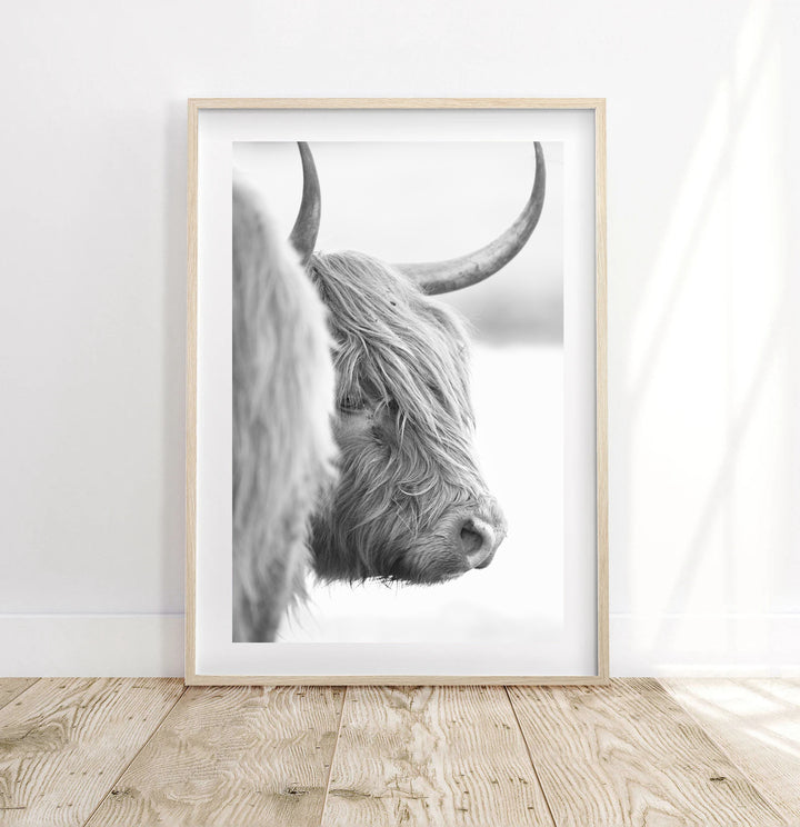 DIXIE THE HIGHLAND COW III BLACK AND WHITE
