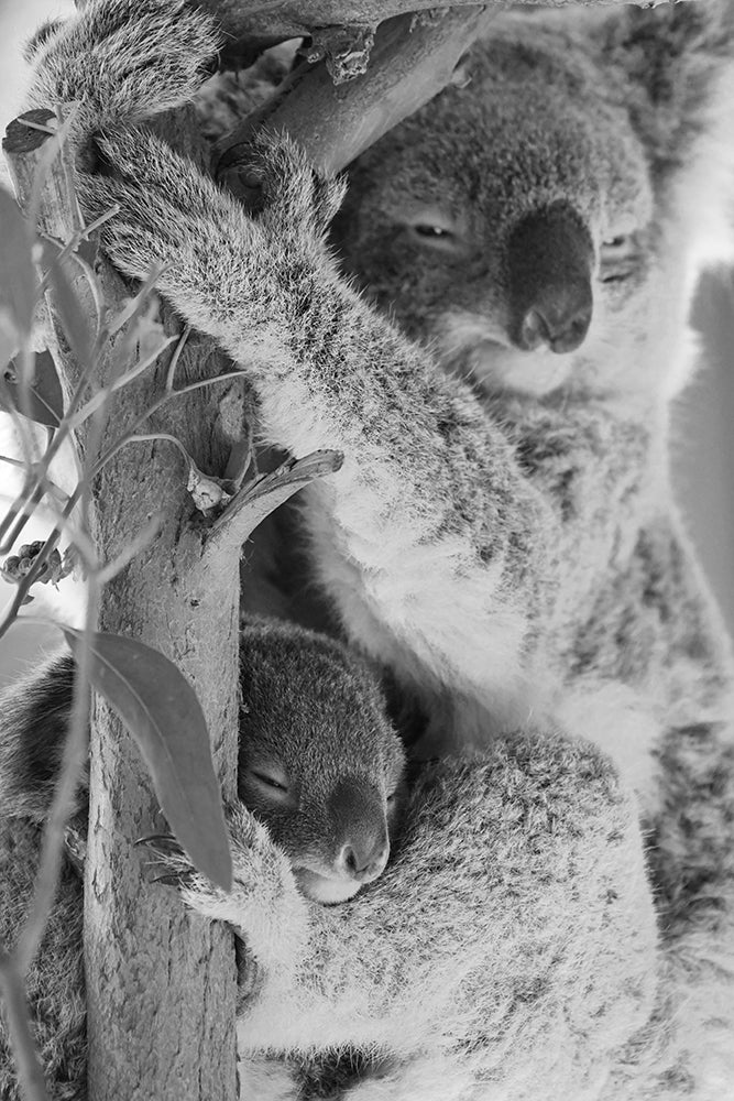SLEEPING IN