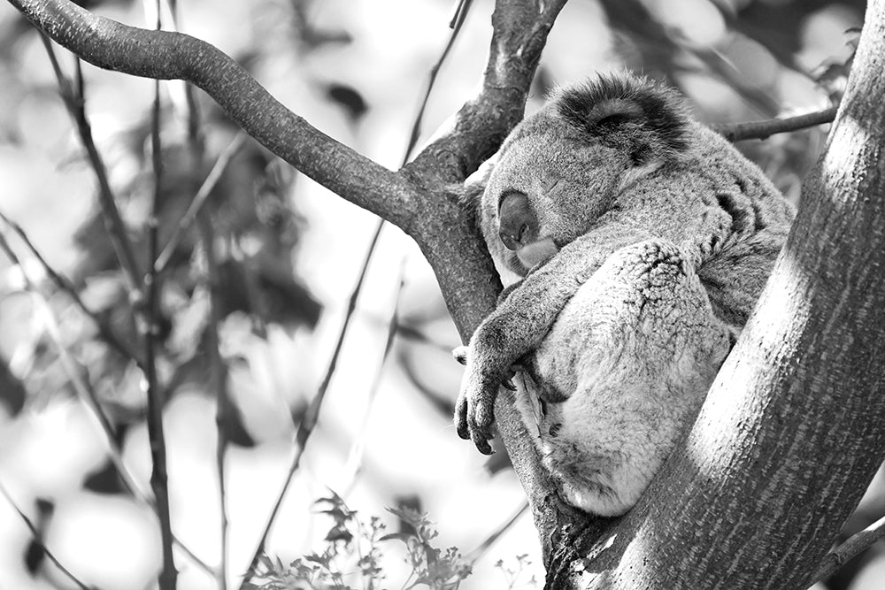 LAZY SUNDAY