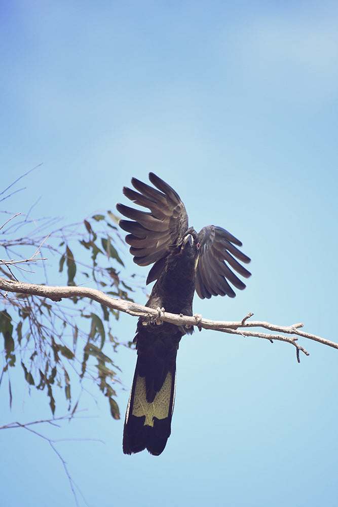 SET OF 2 - YELLOW TAILED BLACK COCKY