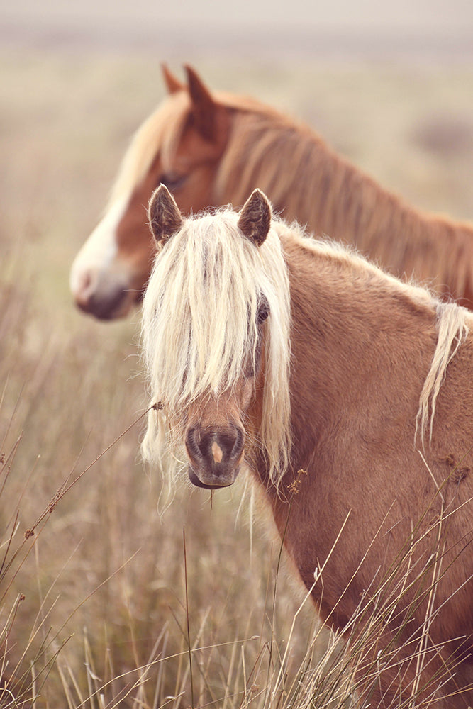 SET OF 3 - MISTY MORNING HORSES