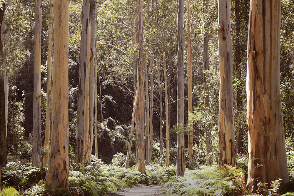 BLUE GUM SWAMP, BLUE MOUNTAINS