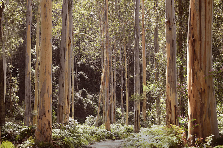 BLUE GUM SWAMP, BLUE MOUNTAINS