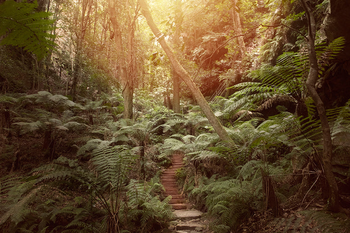 LEURA FOREST