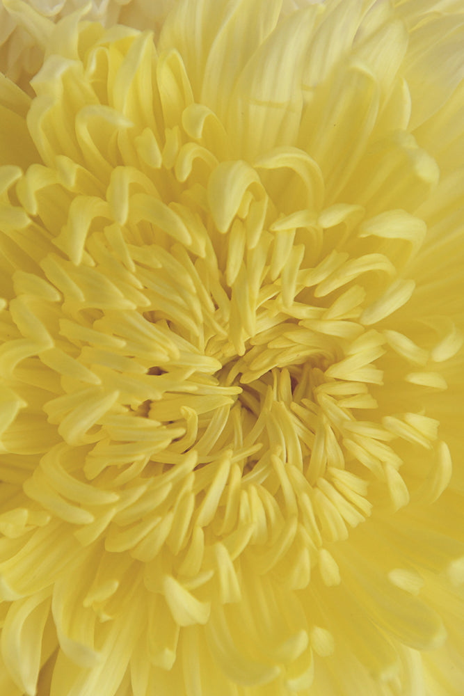 YELLOW MUMS HEART