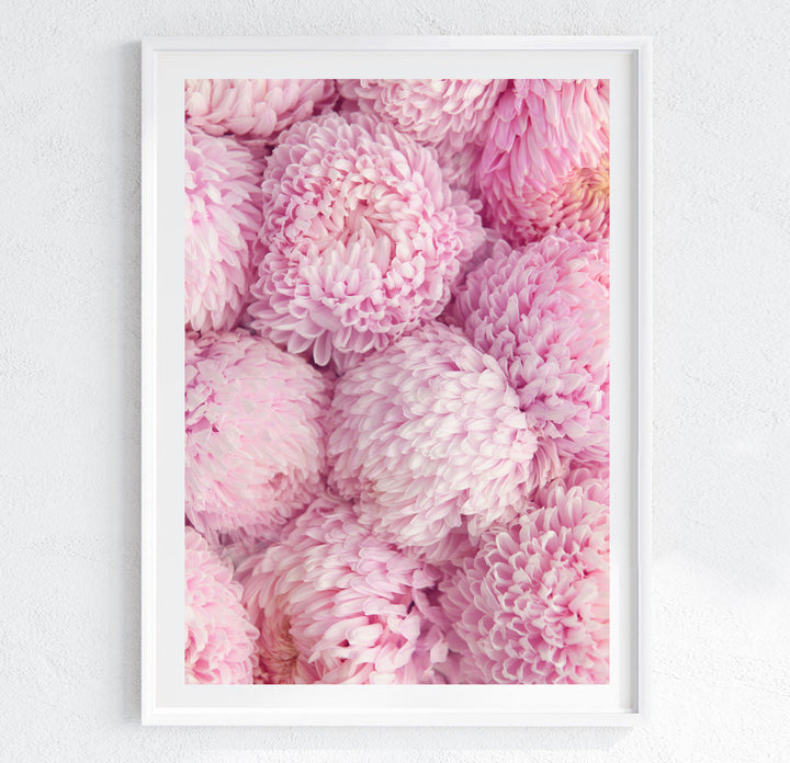 PINK PEONY MUMS