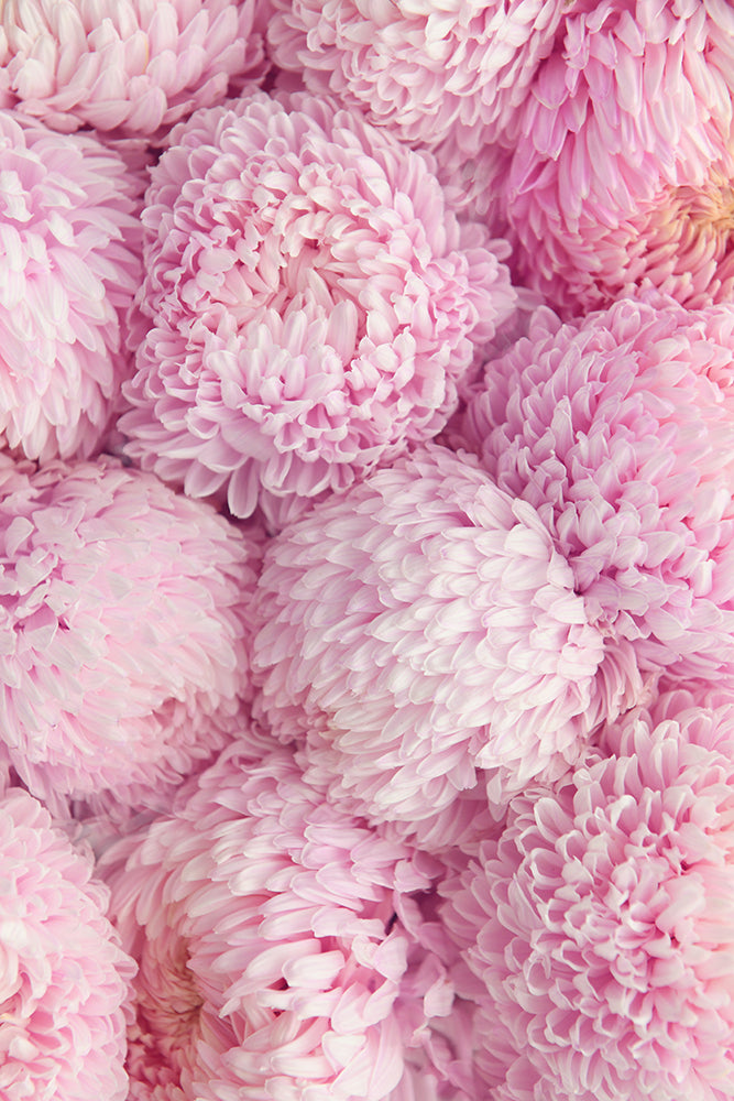 PINK PEONY MUMS