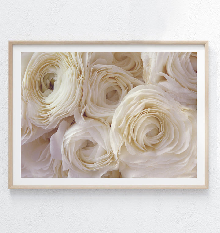 WHITE RANUNCULUS LANDSCAPE