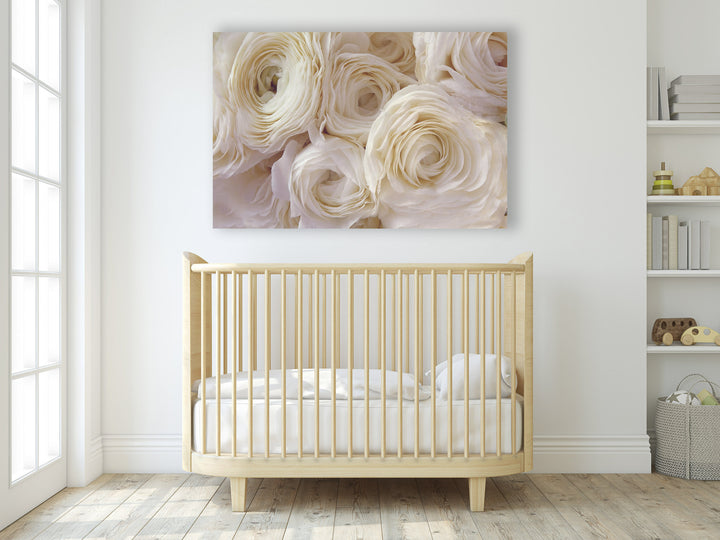 WHITE RANUNCULUS LANDSCAPE