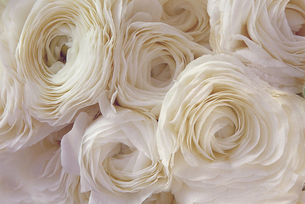 WHITE RANUNCULUS LANDSCAPE