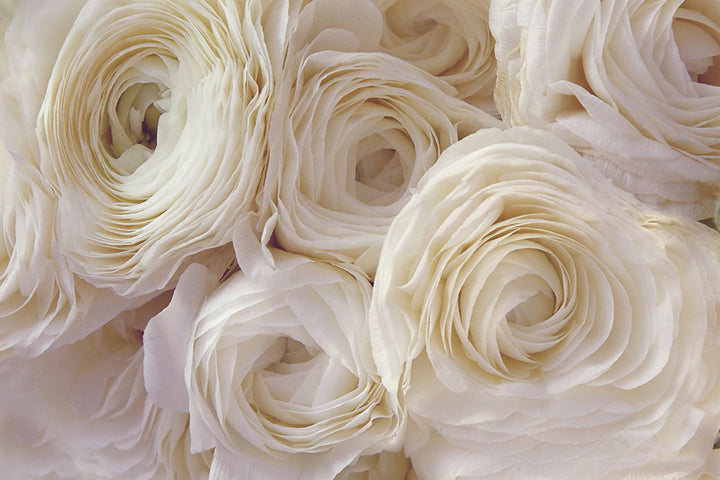 WHITE RANUNCULUS LANDSCAPE