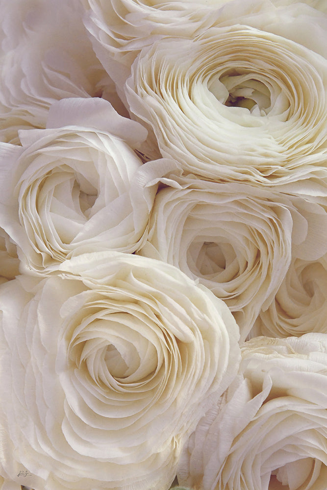 WHITE RANUNCULUS PORTRAIT