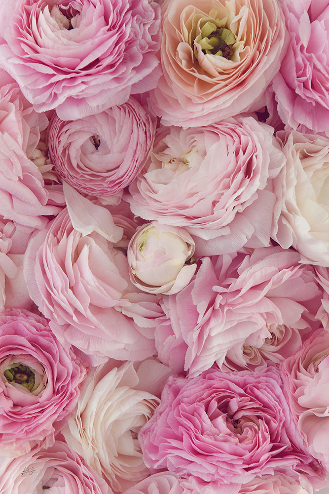 PINK RANUNCULUS PORTRAIT