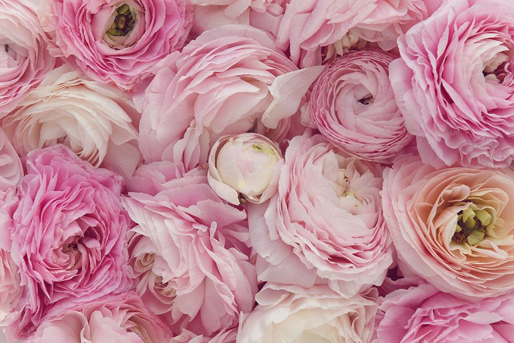 PINK RANUNCULUS LANDSCAPE