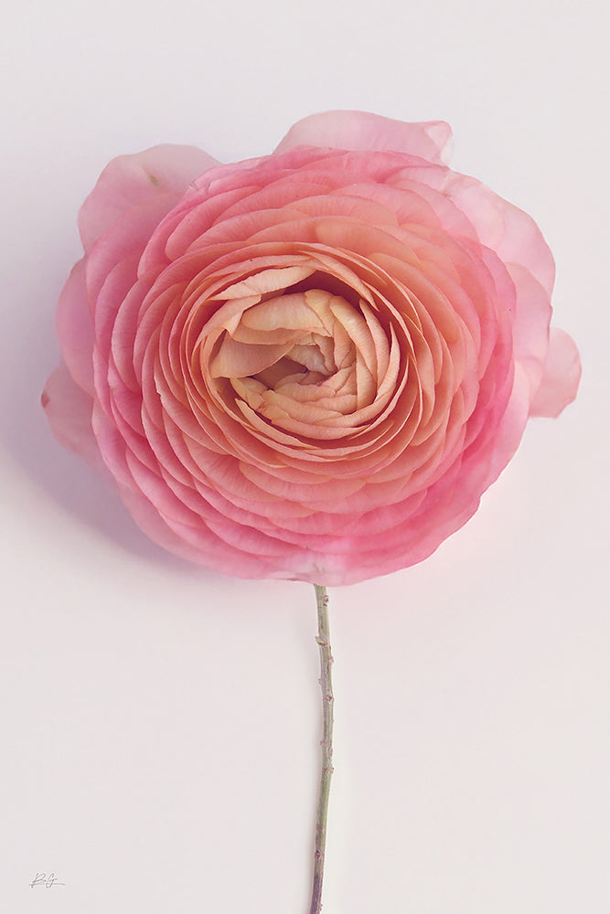 SOLO PINK RANUNCULUS